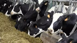 Alerta de los productores ante la bajada de precios en leche de vaca en origen