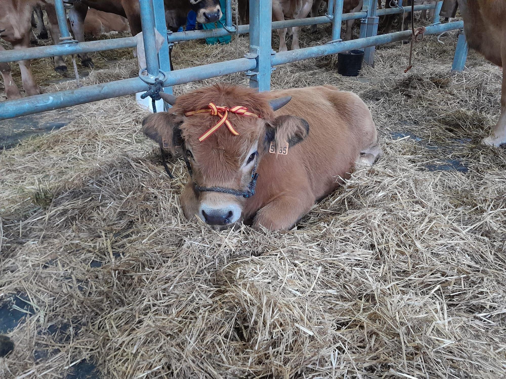 El concurso de ganado de las fiestas de La Pontona, en Laviana