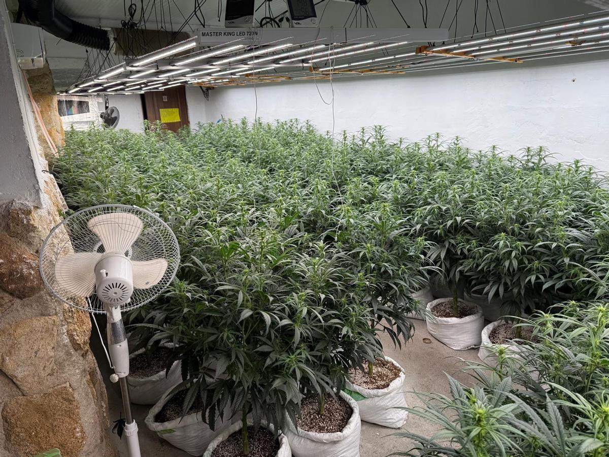 Una plantación interior desmantelada por la policía.