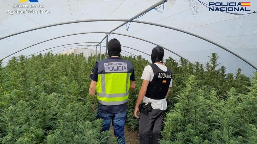 Dos detenidos en Alcalá de Guadaíra por cultivo de más de 500 plantas marihuana.