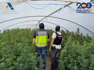Dos detenidos en Alcalá de Guadaíra con un cultivo de más de 500 plantas marihuana