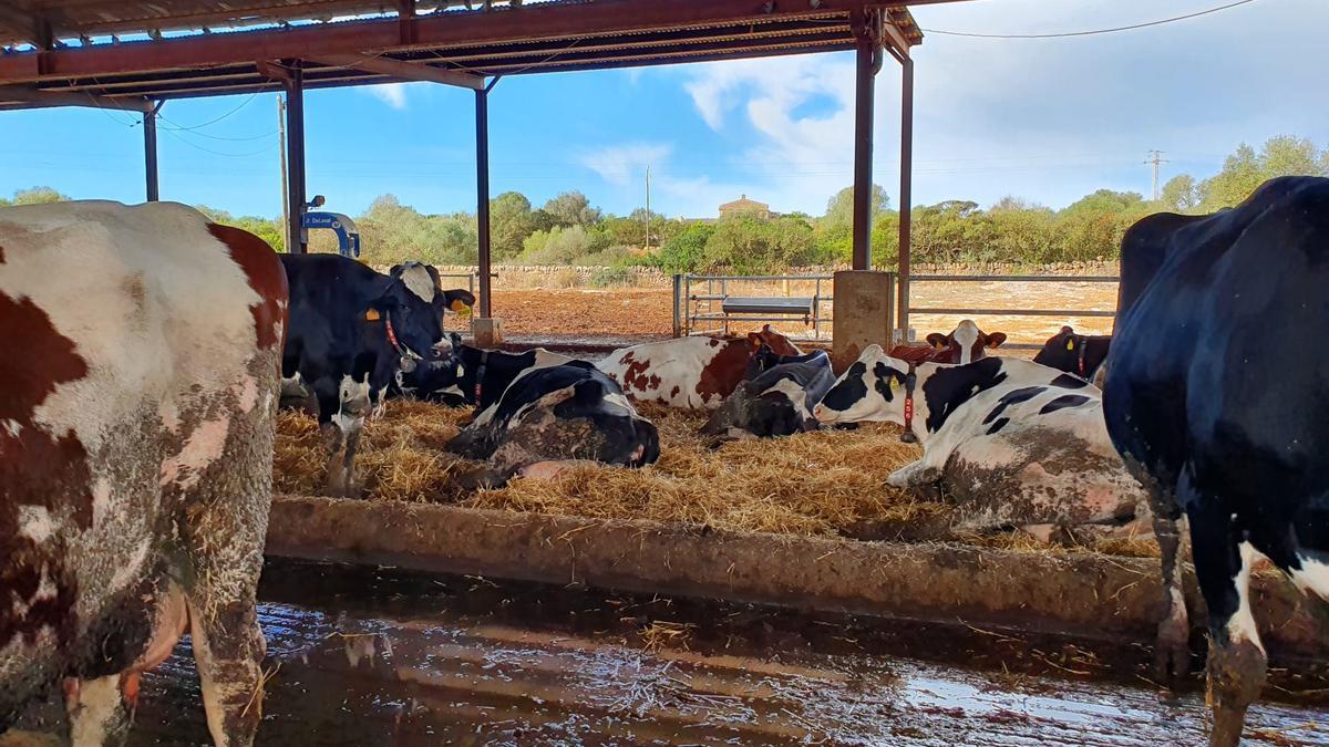 Los ganaderos crean una cooperativa lechera de Mallorca