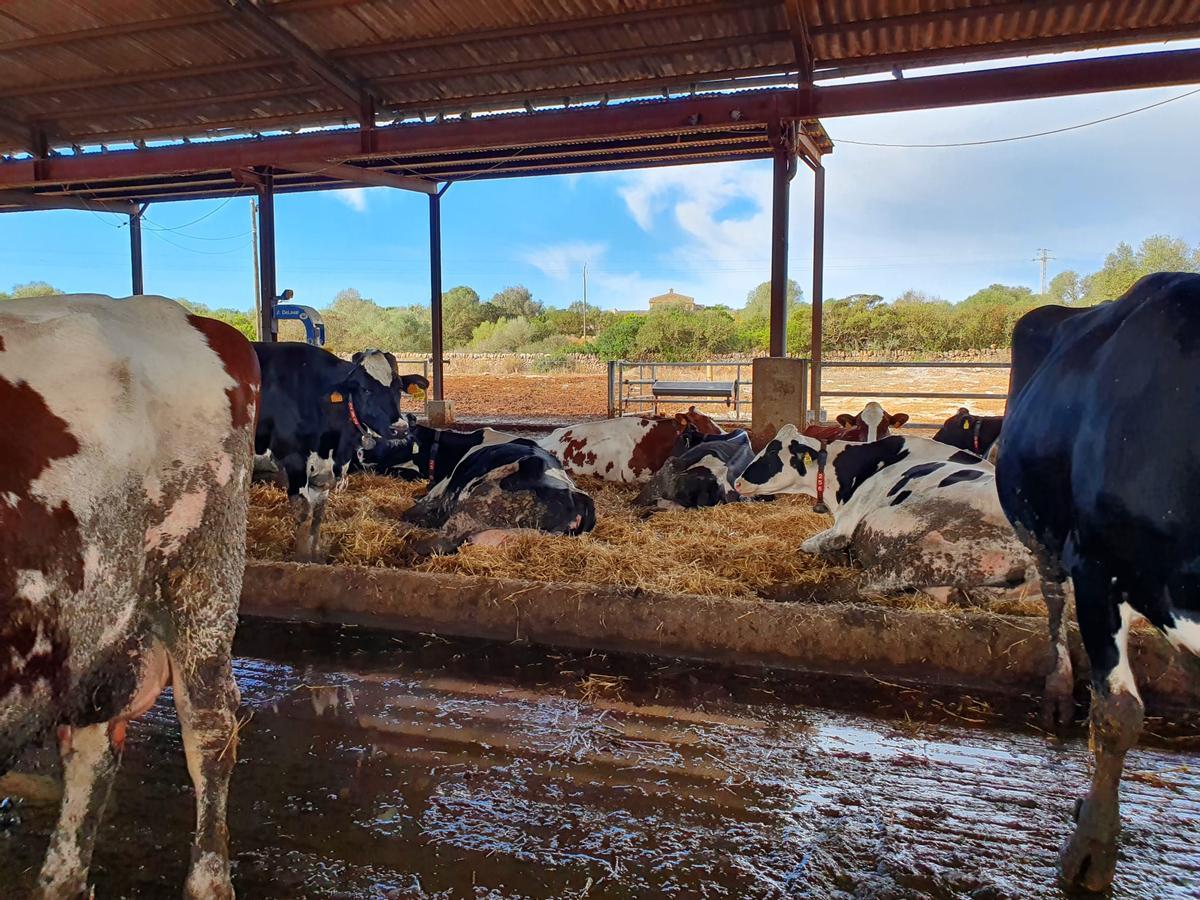 Los ganaderos crean una cooperativa lechera de Mallorca