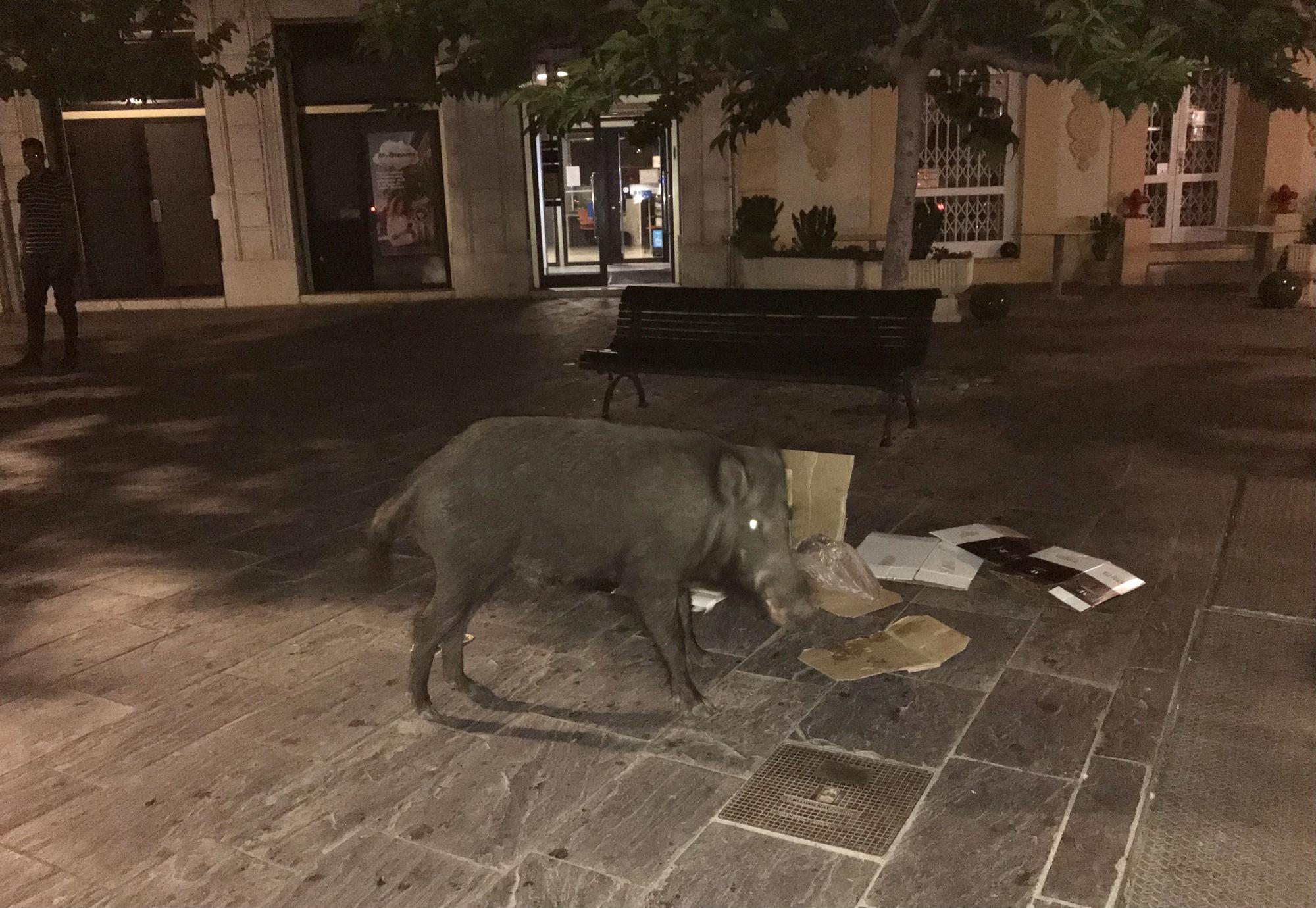 Un senglar es passeja pel centre de Cadaqués