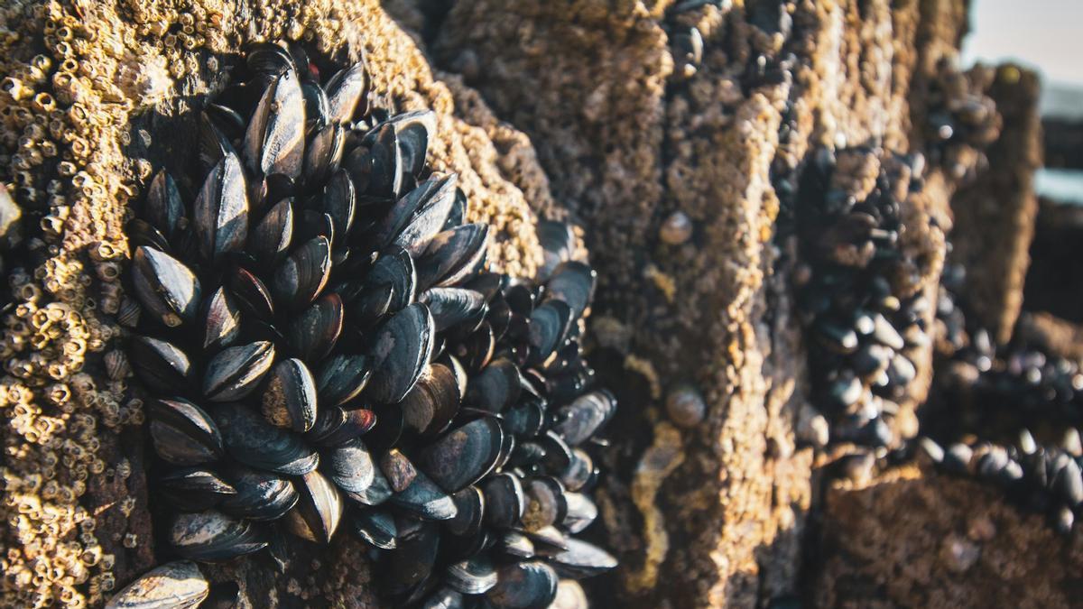 MEJILLÓN EN PELIGRO | El mejillón cantábrico, en peligro por la llegada de un gusano invasor