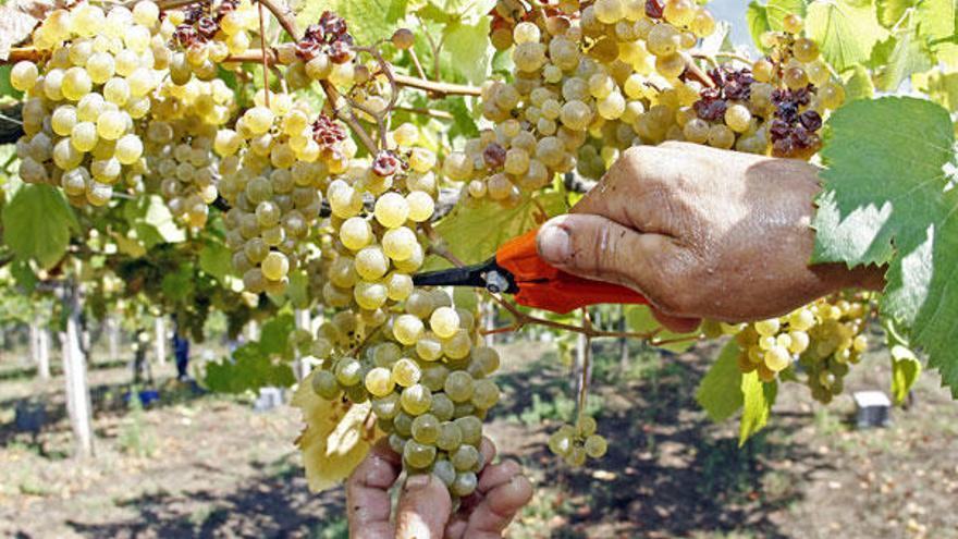 Primer día de vendimia en los viñedos de las bodegas La Val en la parroquia de Arantei en Salvaterra do Miño//Marta G. Brea