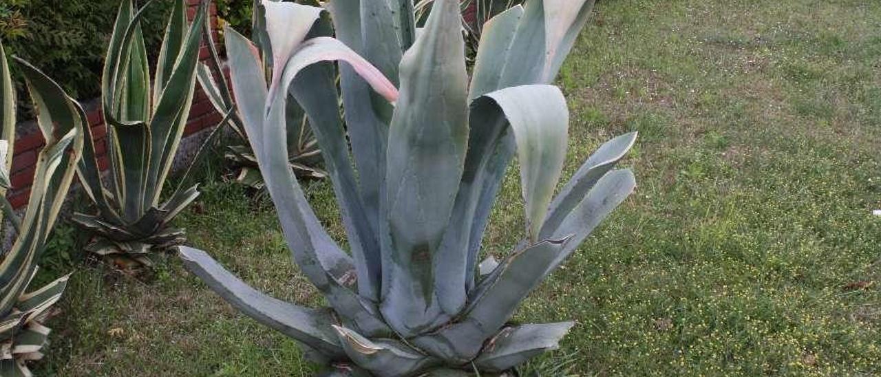 Un agave.