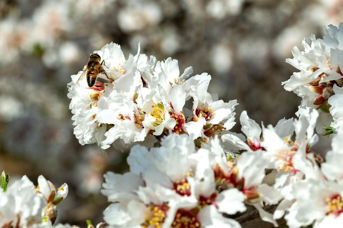 Almendro en el espectáculo de la floración de los frutales en la comarca de Segrià, Lleida, en el 2023.
