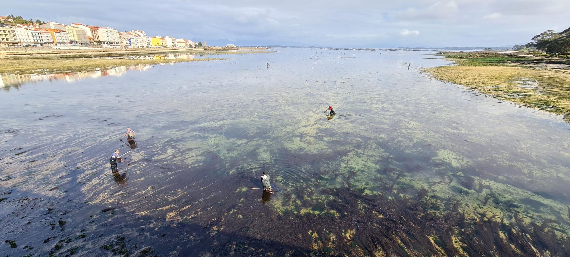 La pesca artesanal del chopo subsiste bajo el puente de A Toxa