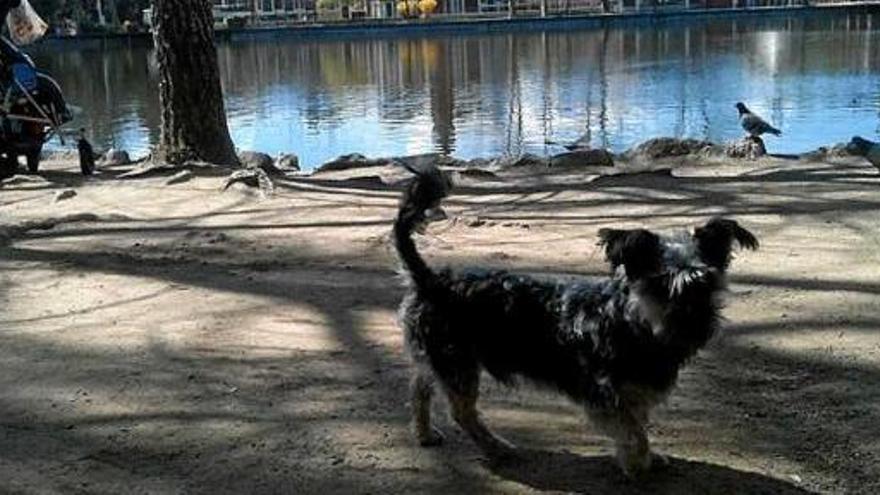 Un gos passeja deslligat al parc de l&#039;estany Shierbeck de Puigcerdà