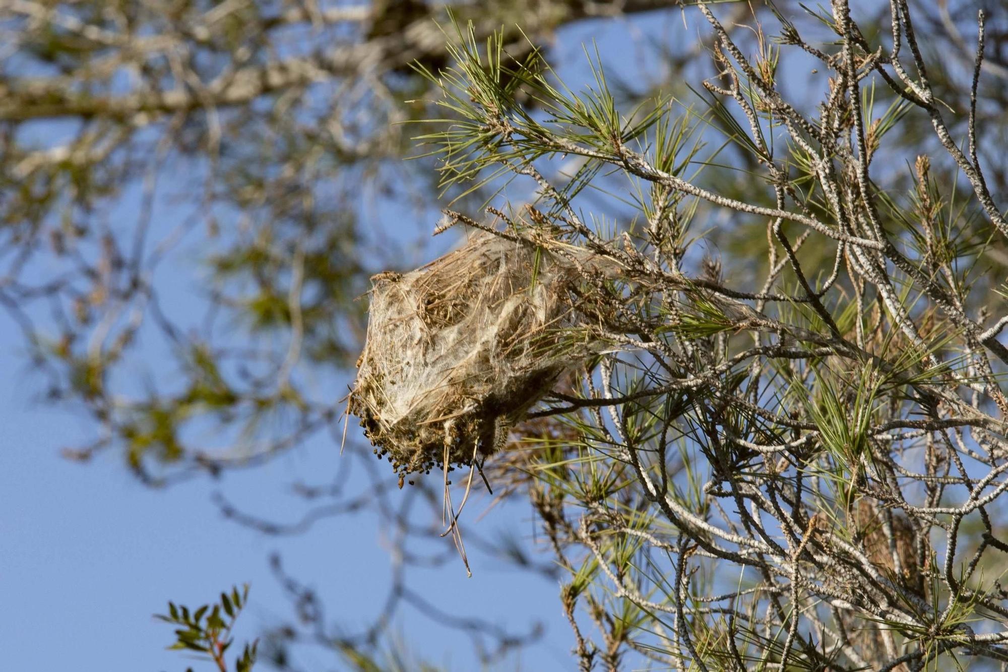 La procesionaria, una plaga que se expande en las zonas naturales