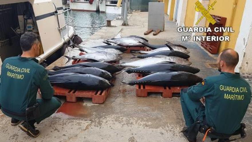 Intervienen más de 600 kilos de atún rojo