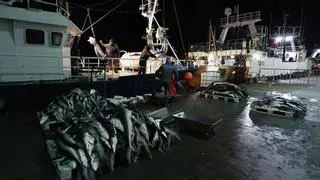 Jaque a la pesca de pincho en Asturias: la justicia europea abre la puerta a restringir aún más esta pesquería tradicional