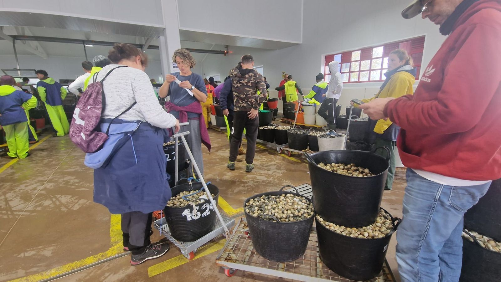 Así es el día a día en el puerto y la lonja de O Testal (Noia), donde cada vez se dan cita más mariscadores arousanos.