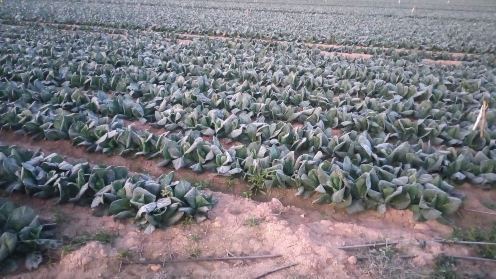 Así han amanecido muchos cultivos de la Vega Baja y el Camp d´Elx: bajo la escarcha