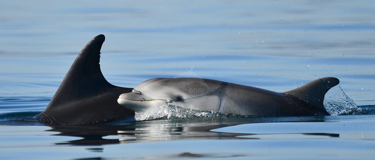 La cría de delfín mular localizada hace unos días con su cuerpo atrapado por una red de pesca.