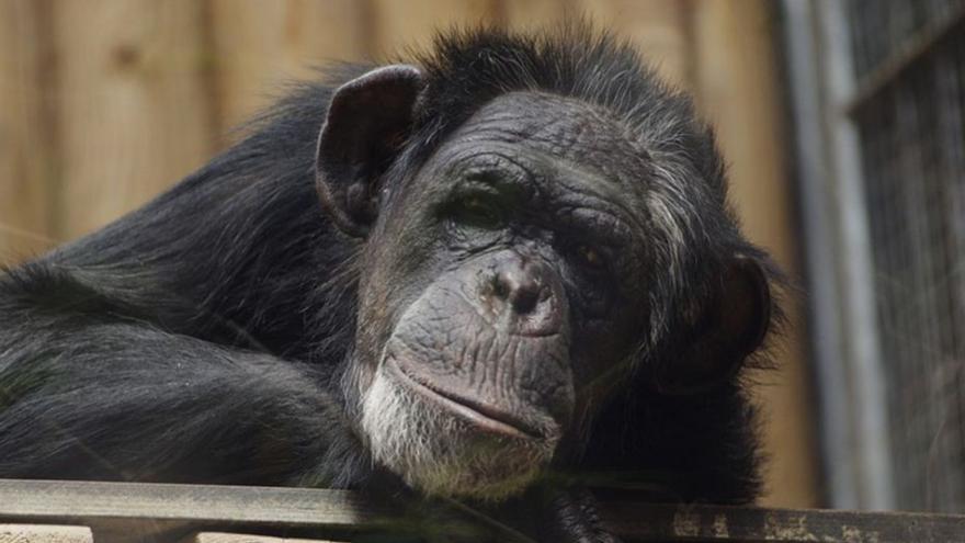 El lado más humano de un chimpancé
