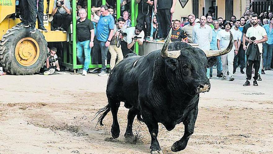 Castellón exhibió 6 de los 10 mejores toros del 2023 en la Comunitat