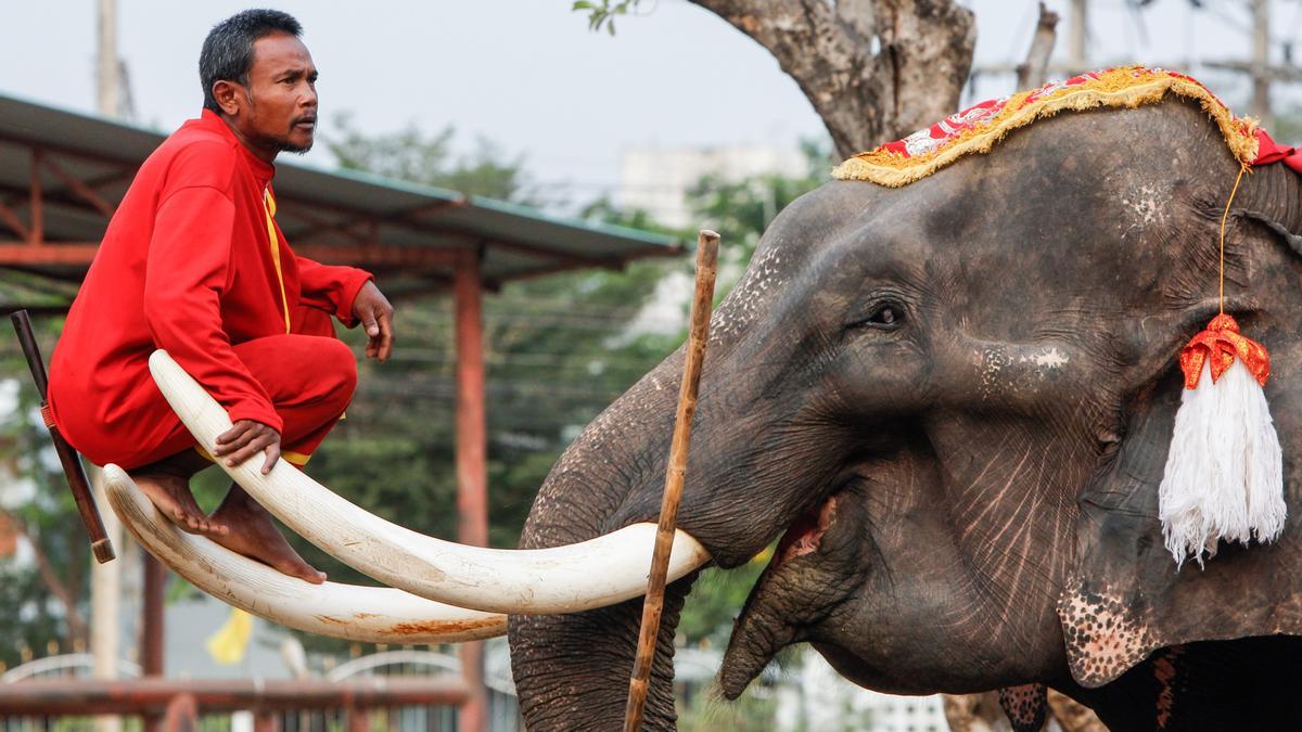 Un cuidador de elefantes sentado en un elefante durante el Día Nacional del Elefante en Tailandia.