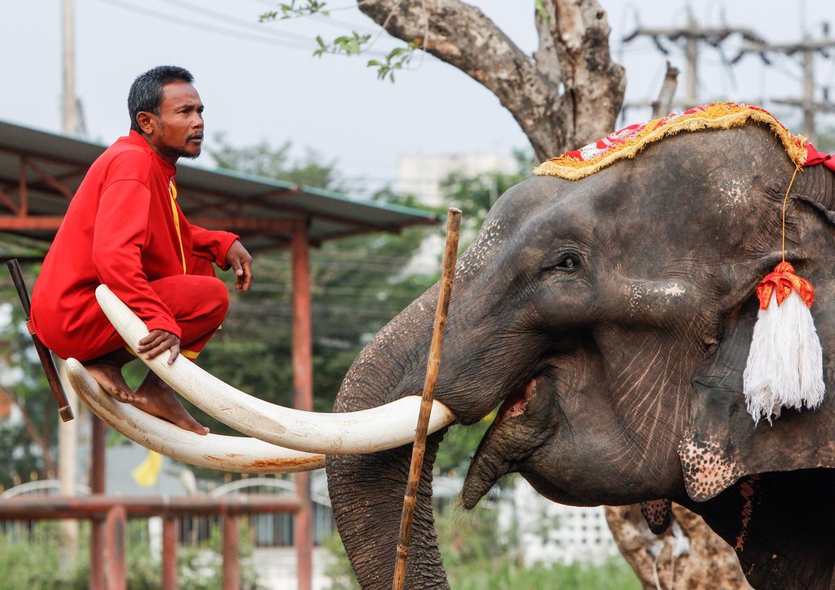 Un cuidador de elefantes sentado en un elefante durante el Día Nacional del Elefante en Tailandia.