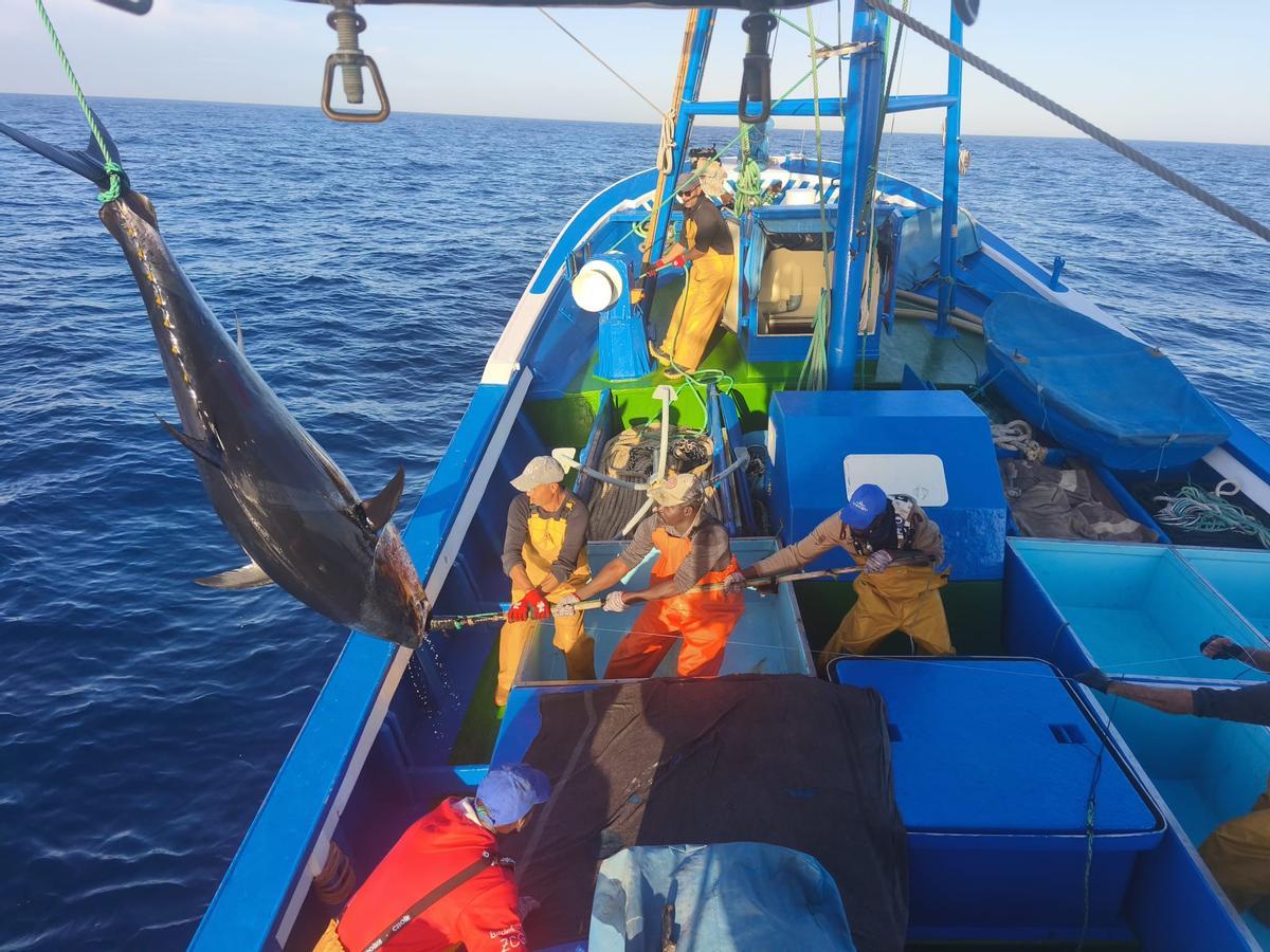 Uno de los primeros ejemplares de atún rojo de esta campaña capturado por el barco tinerfeño Nuevo Batabano Primero en aguas de Fuerteventura.