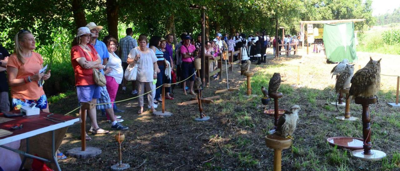 Una exhibición de cetrería en la comarca de O Salnés.