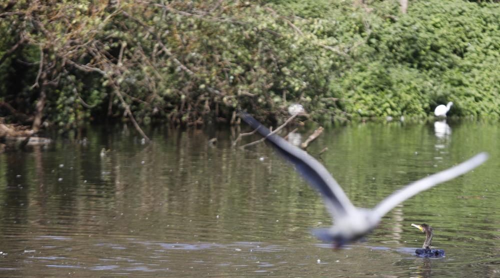 El parque Isabel la Católica supera las 600 aves