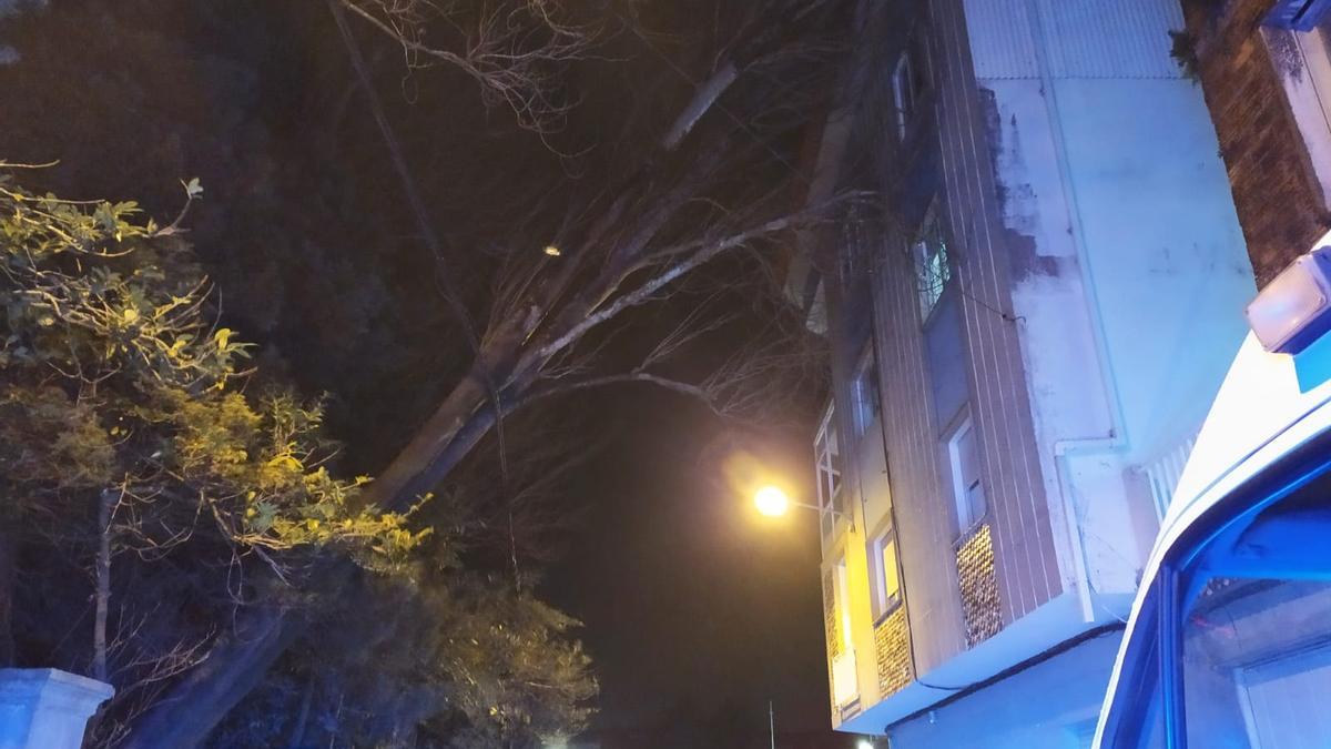 Imagen del árbol acostado sobre la fachada del edificio de la calle Sabugueiro