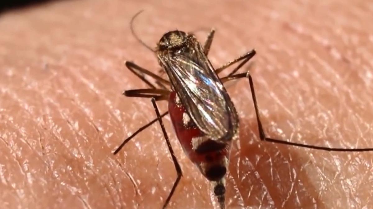 Fotograma extraído de un vídeo que muestra un mosquito 'Aedes aegypti'