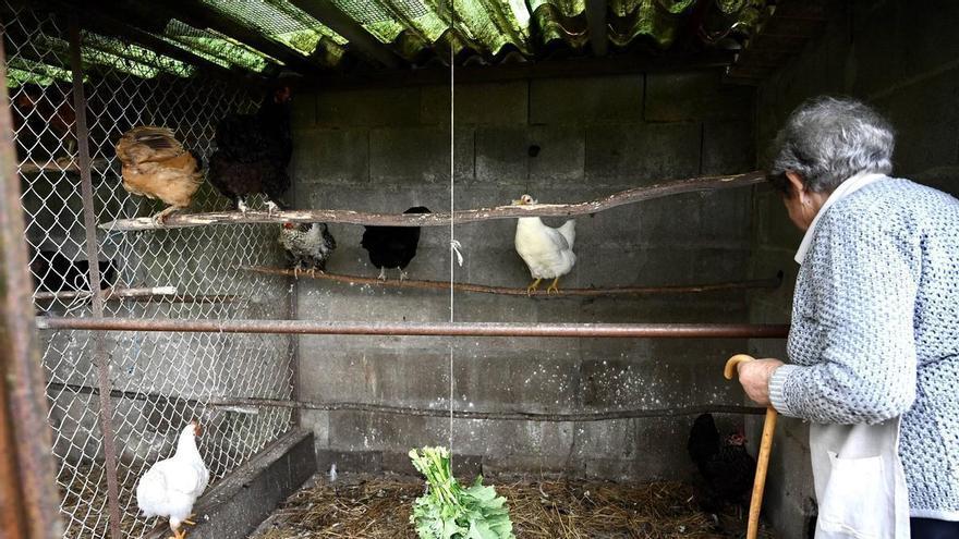 Pontevedra y otros cuatro municipios de la comarca mantienen el confinamiento de gallinas