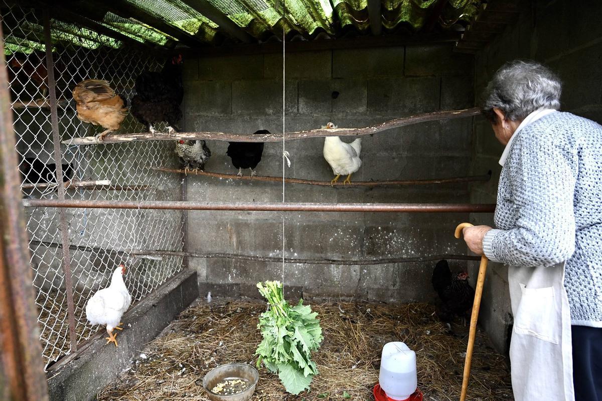 Gallinas en un gallinero en Pintos.