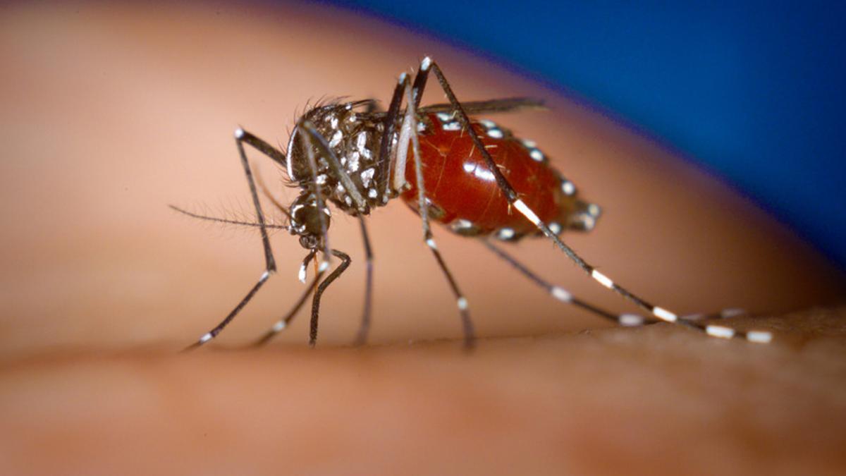 An Aedes albopictus female mosquito feeds on a human blood meal.Mosquito tigre Aedes albopictus (1) James Gathany CDC (CC)Photo by James Gathany, Centers for Disease Control and Prevention