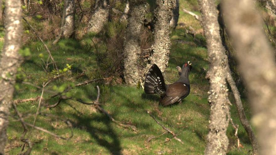 El más gallo de los bosques