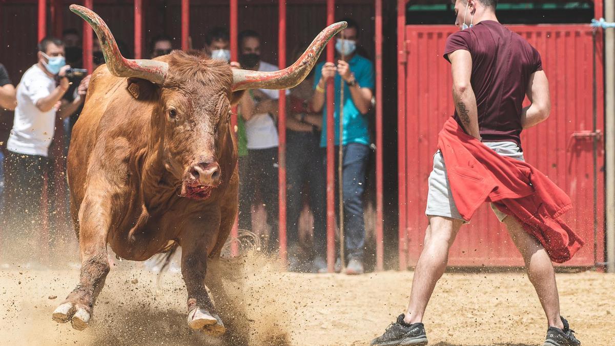 Impacta la alzada y la amplia cornamenta de este toro con el hierro de Arriazu, ganadería brava donde las haya.