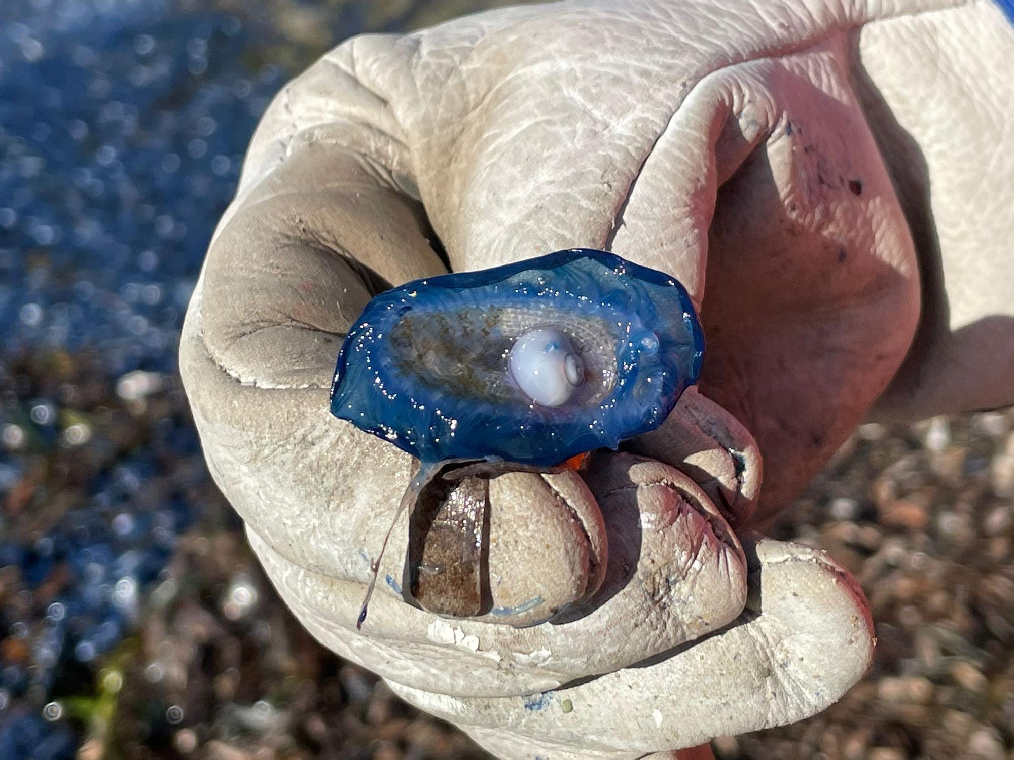 Estas pequeñas medusas son muy típicas del comienzo de la primavera y más concreto del mes de abril pero no suelen llegar a la costa si no son arrastradas por el mar como ha sucedido en esta ocasión.