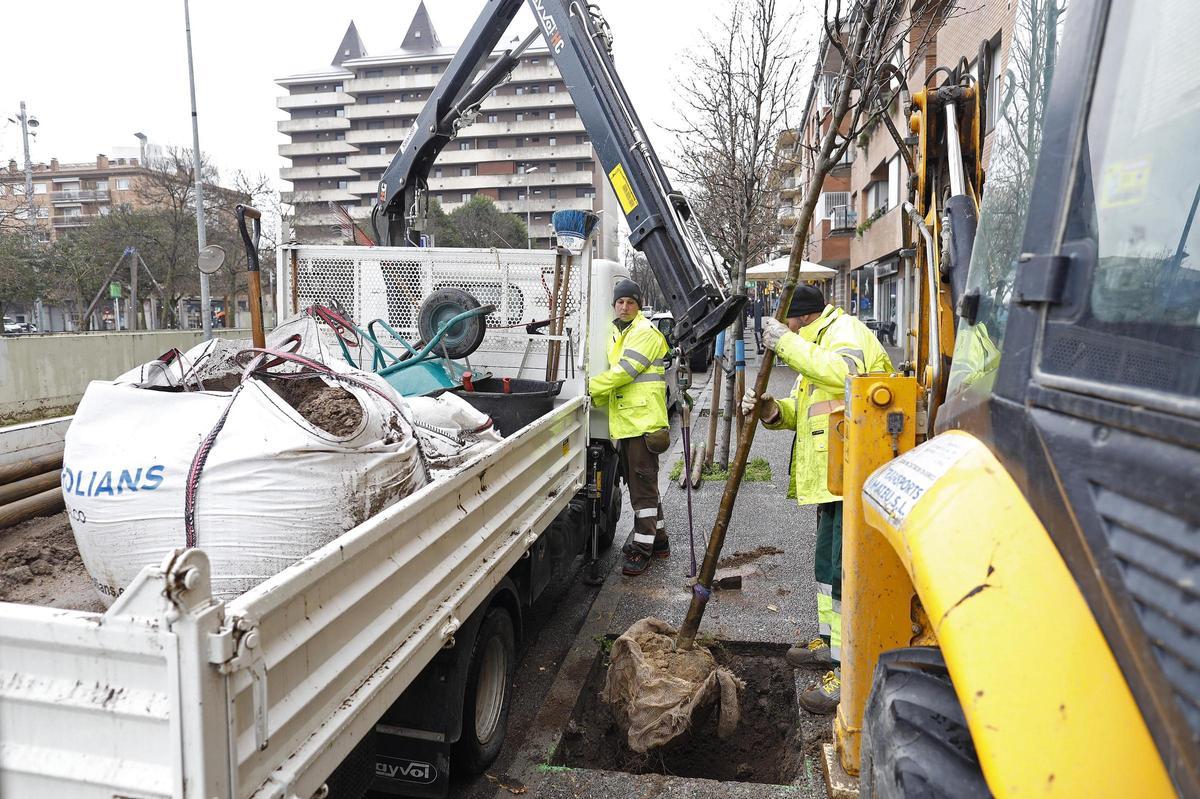 Plantació d'arbres el febrer de 2023 a la plaça Miquel de Palol.