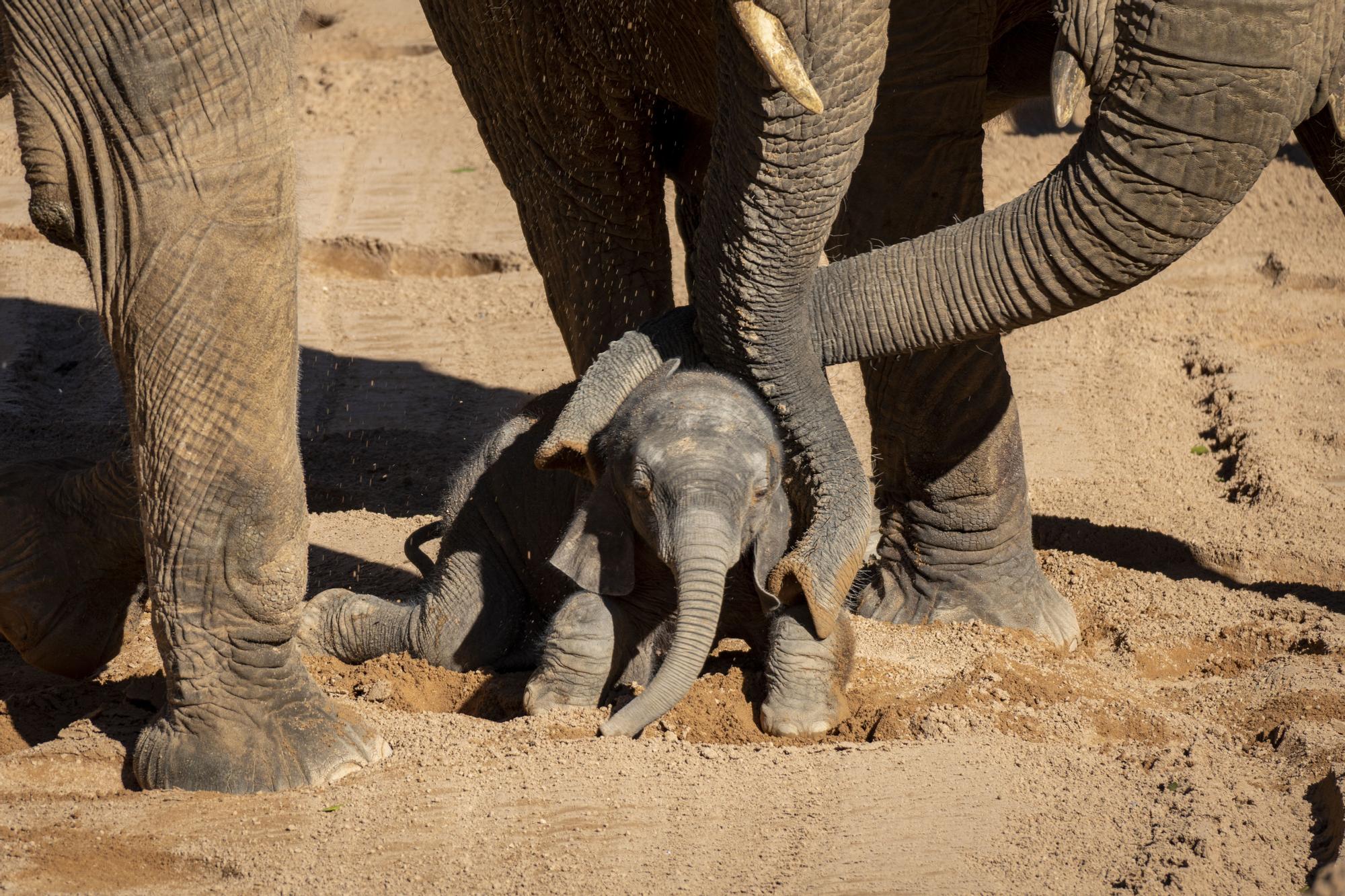 Nacimiento en Bioparc del primer elefante africano en la Comunitat Valenciana