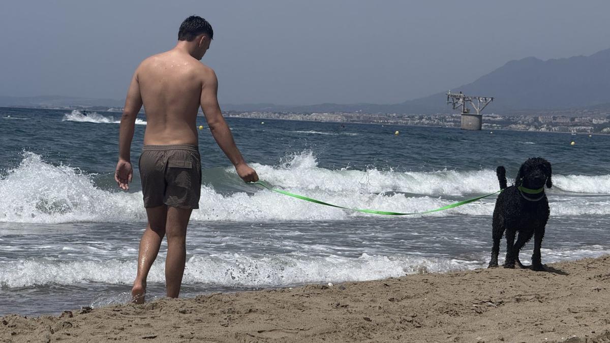 Un vecino pasea a su mascota por una de las playas caninas de Marbella.