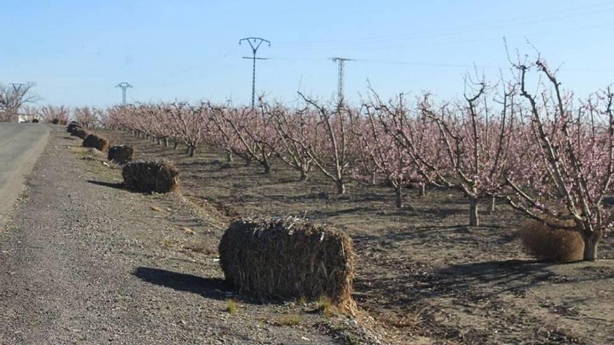 Balas de paja para ser quemadas en plantaciones del municipio de Cieza.