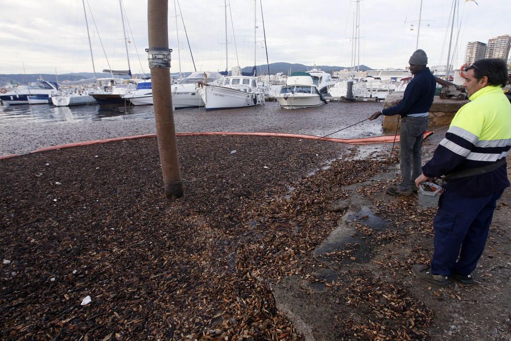 Tasques per retirar la biomassa al port de Palamós