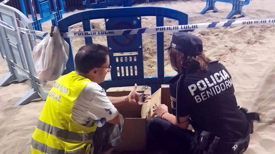 Nacen varias decenas de tortugas bobas en la playa de Levante de Benidorm