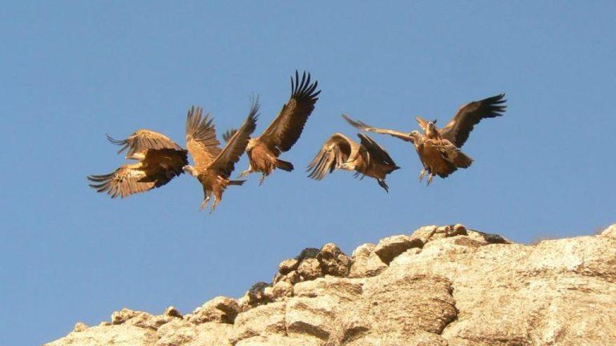 Los buitres leonados son una de las aves que se suelen observar en El Torcal.