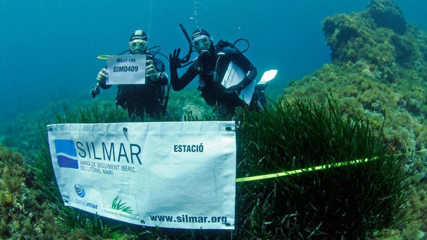 Aquesta espècie es controla a través del projecte SILMAR.