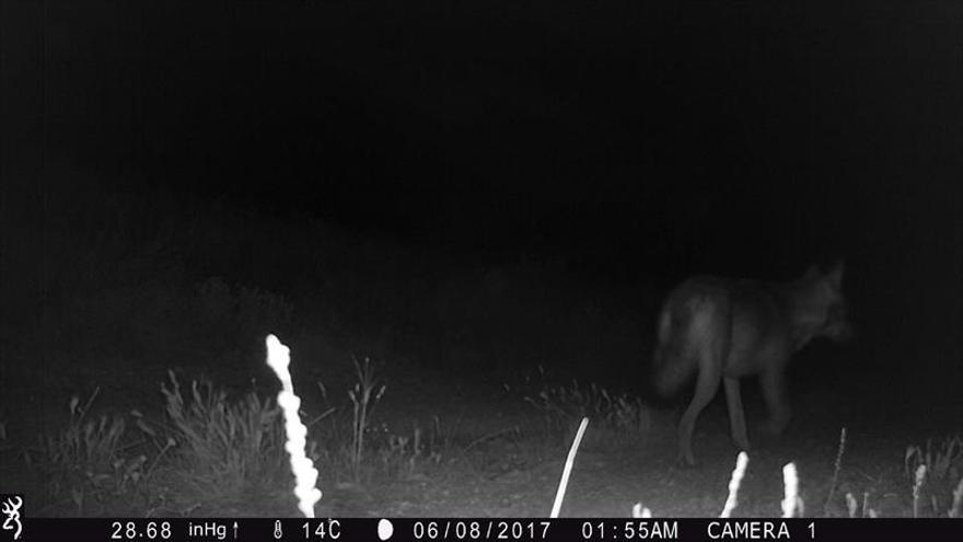 Las cámaras de trampeo ‘cazan’ a un lobo en los Monegros