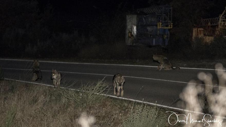 Lobos apostados en la carretera