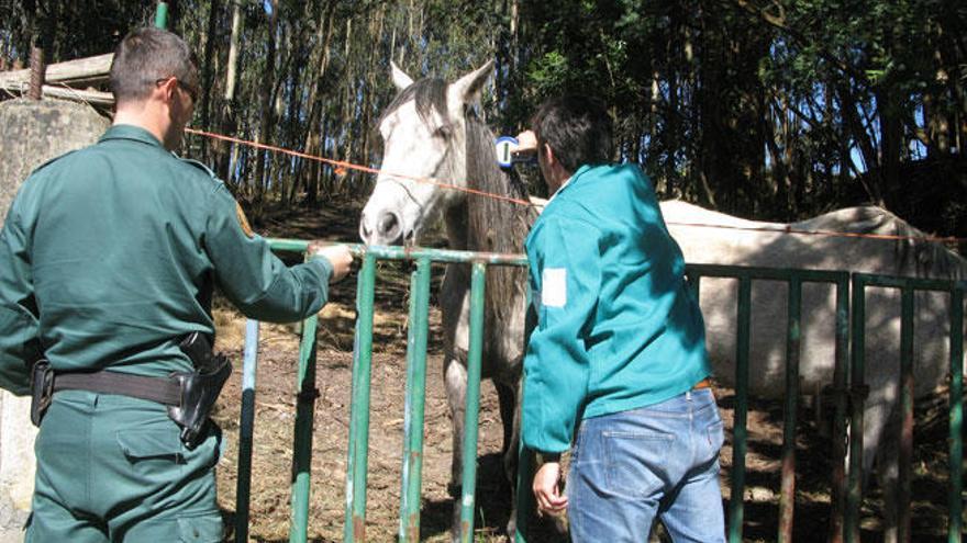 El Seprona detiene un hombre en Arteixo por maltrato animal