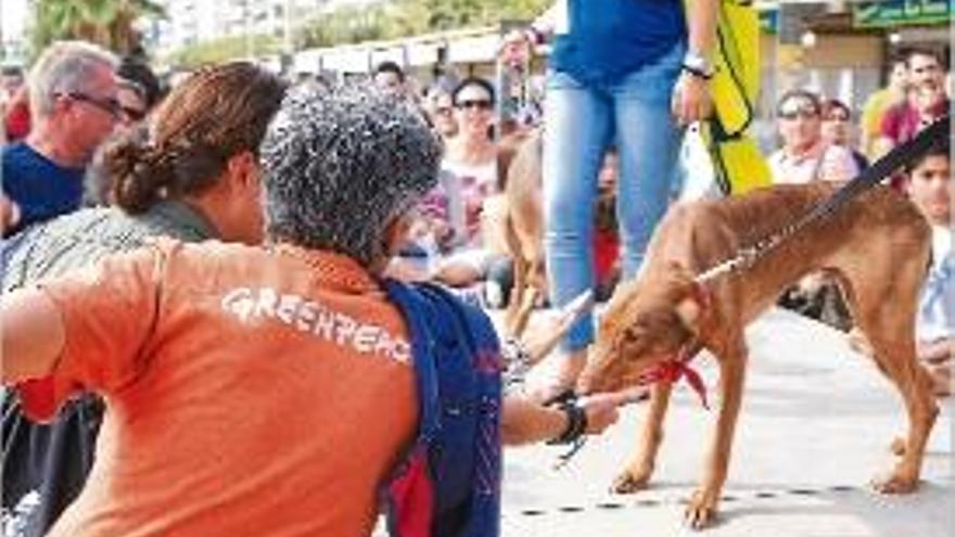 Un moment de la desfilada canina, aquest passat diumenge a Blanes.