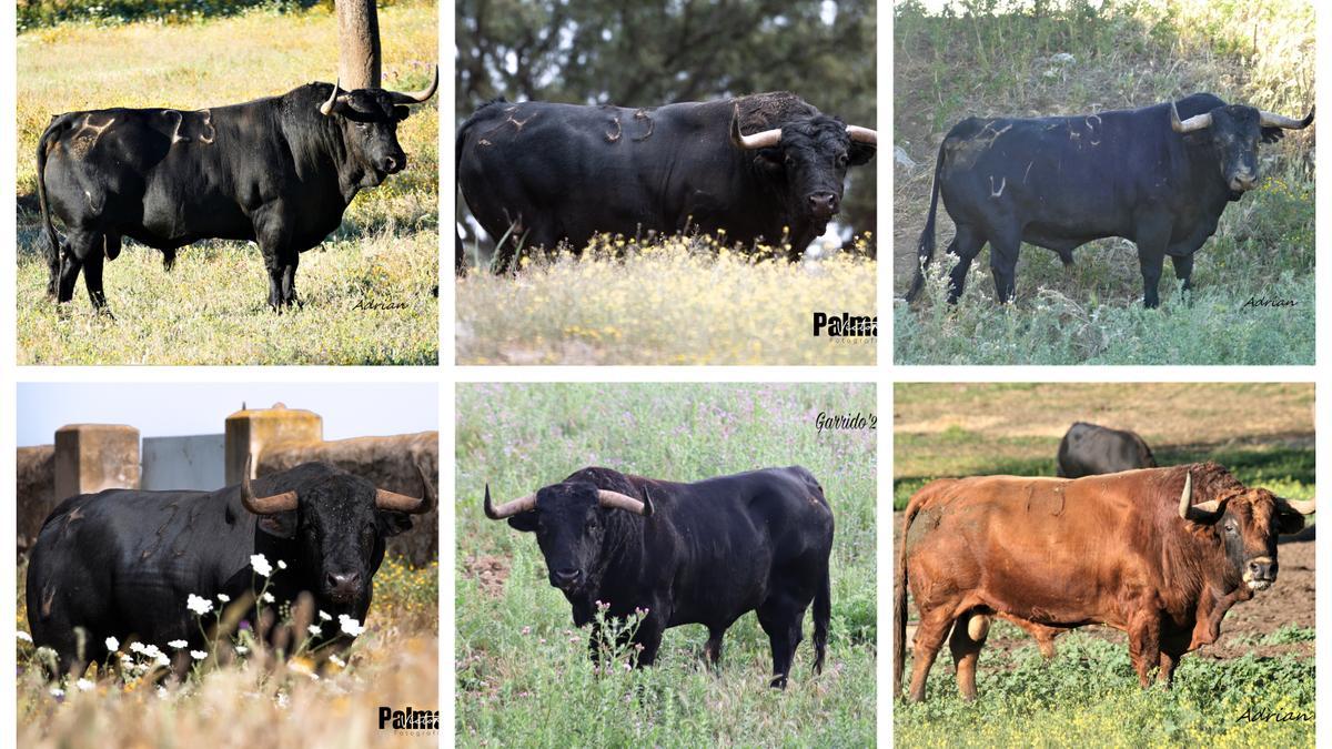 Los seis toros de Cuadri que estarán en la Fira d&#039;Onda.