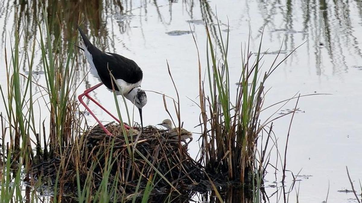 Una cigüeñela con su cría en la ría de Villavociosa