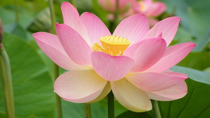 Flor del nilo | Esta es la planta perfecta para calmar el estrés y la  ansiedad